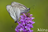 Groot geaderd witje (Aporia crataegi)