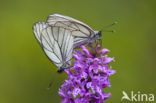 Groot geaderd witje (Aporia crataegi)