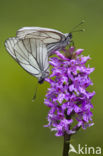 Groot geaderd witje (Aporia crataegi)