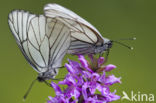 Groot geaderd witje (Aporia crataegi)