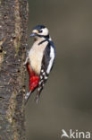 Grote Bonte Specht (Dendrocopos major)