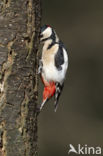 Grote Bonte Specht (Dendrocopos major)