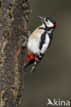 Grote Bonte Specht (Dendrocopos major)