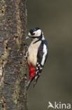 Grote Bonte Specht (Dendrocopos major)