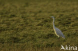 Grote zilverreiger (Casmerodius albus)