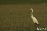 Grote zilverreiger (Casmerodius albus)