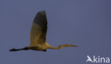 Grote zilverreiger (Casmerodius albus)