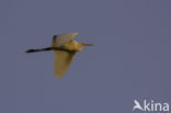 Grote zilverreiger (Casmerodius albus)