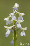 Green-winged Orchid (Anacamptis morio