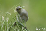 Huismus (Passer domesticus)