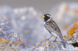IJsgors (Calcarius lapponicus)