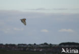 Barn Owl (Tyto alba)