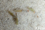 Kieuwpootkreeft (Chirocephalus diaphanus)