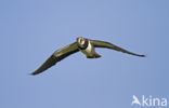 Lapwing (Vanellus vanellus)