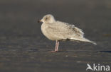 Kleine Burgemeester (Larus glaucoides)