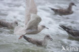 Kleine Burgemeester (Larus glaucoides)