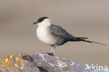 Long-tailed Jaeger (Stercorarius longicaudus)