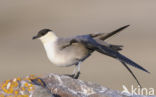 Long-tailed Jaeger (Stercorarius longicaudus)