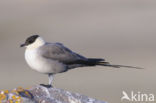 Long-tailed Jaeger (Stercorarius longicaudus)