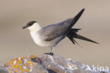 Long-tailed Jaeger (Stercorarius longicaudus)