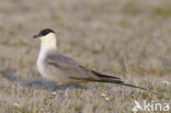 Long-tailed Jaeger (Stercorarius longicaudus)