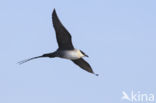Long-tailed Jaeger (Stercorarius longicaudus)