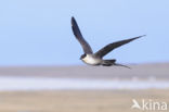 Long-tailed Jaeger (Stercorarius longicaudus)