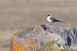 Long-tailed Jaeger (Stercorarius longicaudus)