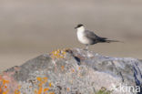 Long-tailed Jaeger (Stercorarius longicaudus)