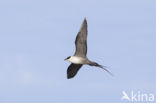 Long-tailed Jaeger (Stercorarius longicaudus)
