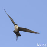 Long-tailed Jaeger (Stercorarius longicaudus)