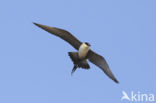 Long-tailed Jaeger (Stercorarius longicaudus)