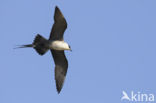 Long-tailed Jaeger (Stercorarius longicaudus)
