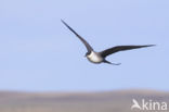 Long-tailed Jaeger (Stercorarius longicaudus)