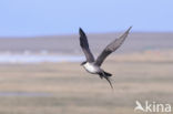 Long-tailed Jaeger (Stercorarius longicaudus)