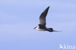 Long-tailed Jaeger (Stercorarius longicaudus)