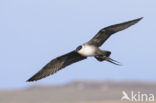 Long-tailed Jaeger (Stercorarius longicaudus)