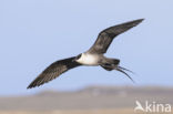 Long-tailed Jaeger (Stercorarius longicaudus)