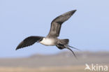 Long-tailed Jaeger (Stercorarius longicaudus)