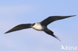 Long-tailed Jaeger (Stercorarius longicaudus)