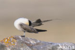 Long-tailed Jaeger (Stercorarius longicaudus)