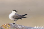 Long-tailed Jaeger (Stercorarius longicaudus)