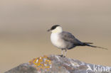 Long-tailed Jaeger (Stercorarius longicaudus)