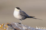 Long-tailed Jaeger (Stercorarius longicaudus)