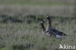 White-fronted goose (Anser albifrons)