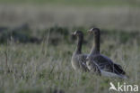 White-fronted goose (Anser albifrons)