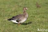 White-fronted goose (Anser albifrons)