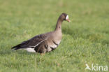 White-fronted goose (Anser albifrons)