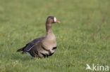 White-fronted goose (Anser albifrons)