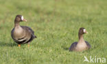 White-fronted goose (Anser albifrons)